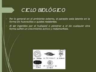 CICLO BIOLÓGICO


Por lo general en el ambiente externo, el parasito esta latente en la
forma de huevecillos o quistes resistentes.
Al ser ingeridos por el huésped o penetrar a el de cualquier otra
forma sufren un crecimiento activo y metamorfosis.
 