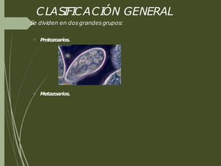 CLASIFICACIÓN GENERAL
Se dividen en dos grandesgrupos:
 Protozoarios.
 Metazoarios.
 