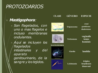 PROTOZOARIOS
 Mastigophora:
 Son flagelados, con
uno o mas flagelos e
incluso membranas
ondulantes.
 Aquí se incluyen los
flagelados
intestinales y del
aparato
genitourinario, de la
sangre y lostejidos.
CLASE GÉNERO ESPECIE
MASTIGÓFOROS
Tripanosoma
cruzi
gambiense
rhodesiense
Trichomona
vaginalis
tenax
hominis
Giardia lamblia
Leishmania
trópica
brazilensis
donovani
 