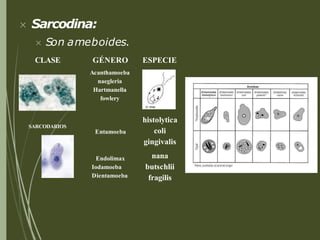  Sarcodina:
 Son ameboides.
CLASE ESPECIE
SARCODARIOS
GÉNERO
Acanthamoeba
naegleria
Hartmanella
fowlery
Entamoeba
Endolimax
Iodamoeba
Dientamoeba
histolytica
coli
gingivalis
nana
butschlii
fragilis
 