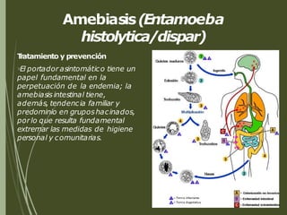 Amebiasis(Entamoeba
histolytica/dispar)
T
ratamiento y prevención
El portador asintomático tiene un
papel fundamental en la
perpetuación de la endemia; la
amebiasis intestinal tiene,
además, tendencia familiar y
predominio en gruposhacinados,
porlo que resulta fundamental
extremar las medidas de higiene
personal y comunitarias.
 