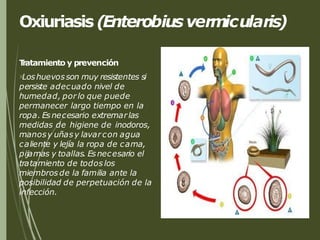 Oxiuriasis (Enterobiusvermicularis)
T
ratamiento y prevención
Loshuevosson muy resistentes si
persiste adecuado nivel de
humedad, porlo que puede
permanecer largo tiempo en la
ropa. Esnecesario extremarlas
medidas de higiene de inodoros,
manosy uñasy lavarcon agua
caliente y lejía la ropa de cama,
pijamas y toallas. Esnecesario el
tratamiento de todos los
miembros de la familia ante la
posibilidad de perpetuación de la
infección.
 