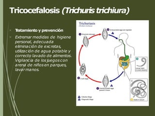 Tricocefalosis (Trichuristrichiura)


T
ratamiento y prevención
Extremar medidas de higiene
personal, adecuada
eliminación de excretas,
utilización de agua potable y
correcto lavado de alimentos.
Vigilancia de los juegoscon
arena de niños en parques,
lavarmanos.
 