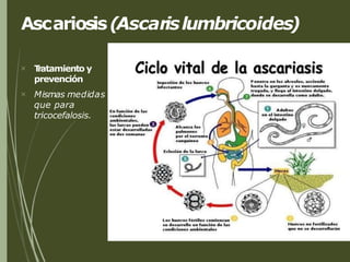 Ascariosis(Ascarislumbricoides)


T
ratamiento y
prevención
Mismas medidas
que para
tricocefalosis.
 