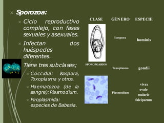  Sporozoa:
 Ciclo reproductivo
complejo, con fases
sexuales y asexuales.
dos
 Infectan
huéspedes
diferentes.
 Tiene tres subclases;
 Coccidia: Isospora,
Toxoplasma y otros.
 Haematozoa (de la
sangre):Plasmodium.
 Piroplasmida:
especies de Babesia.
CLASE GÉNERO ESPECIE
SPOROZOARIOS
Isospora
hominis
Toxoplasma gondii
Plasmodium
vivax
ovale
malarie
falciparum
 