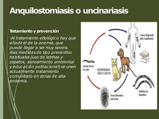 Anquilostomiasis o uncinariasis
T
ratamiento y prevención
Al tratamiento etiológico hay que
añadir el de la anemia, que
puede llegar a ser muy severa.
Alas medidas de tipo preventivo
habituales (uso de letrinas y
zapatos, saneamiento ambiental
y educación poblacional) se unen
actualmente tratamiento
comunitario en zonas de alta
endemia.
 