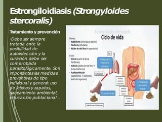 Estrongiloidiasis(Strongyloides
stercoralis)
T
ratamiento y prevención
Debe ser siempre
tratada ante la
posibilidad de
autoinfección y la
curación debe ser
comprobada
parasitológicamente. Son
importantes las medidas
preventivas de tipo
individual y general: uso
de letrinas y zapatos,
saneamiento ambiental,
educación poblacional…
 