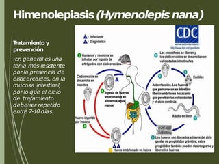 Himenolepiasis(Hymenolepis nana)
T
ratamiento y
prevención
En general es una
tenia más resistente
porla presencia de
cisticercoides, en la
mucosa intestinal,
porlo que el ciclo
de tratamiento
debe ser repetido
entre 7-10 días.
 