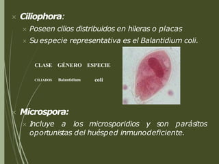  Ciliophora:
 Poseen cilios distribuidos en hileras o placas
 Su especie representativa es el Balantidium coli.
 Microspora:
 Incluye a los microsporidios y son parásitos
oportunistas del huésped inmunodeficiente.
CLASE GÉNERO ESPECIE
CILIADOS Balantidium coli
 