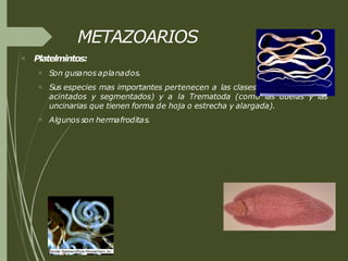 METAZOARIOS
 Platelmintos:



Son gusanos aplanados.
Sus especies mas importantes pertenecen a las clases Cestoda (gusanos
acintados y segmentados) y a la Trematoda (como las duelas y las
uncinarias que tienen forma de hoja o estrecha y alargada).
Algunos son hermafroditas.
 