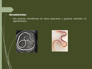 Nematelmintos:
 Son gusanos vermiformes de sexos separados y gusanos redondos no
segmentados.
 