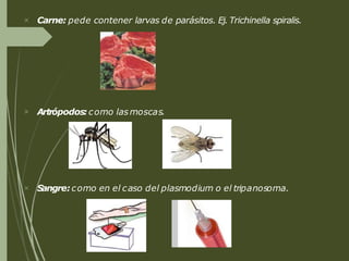  Carne: pede contener larvas de parásitos. Ej. Trichinella spiralis.
 Artrópodos: como lasmoscas.
 Sangre: como en el caso del plasmodium o el tripanosoma.
 