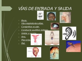 VÍAS DE ENTRADA Y SALIDA








Boca.
Víasrespiratorias altas.
Conjuntiva ocular.
Conducto auditivo externo.
Uretra y vagina.
Ano.
Placenta.
Piel.
 