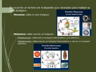  De acuerdo al nùmero de huéspedes que necesitan para realizar su
ciclo biológico:
 Monoxeno:utiliza un solo huésped.
 Heteroxeno:utiliza mas de un huésped.


Dieheteroxeno: utiliza solo un huésped intermediario y uno definitivo.
Poliheteroxeno: utiliza mas de un huésped intermediario y mas de un huésped
definitivo.
 