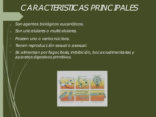 CARACTERISTICAS PRINCIPALES





Son agentes biológicos eucarióticos.
Son unicelulares o multicelulares.
Poseen uno o variosnúcleos.
Tienen reproducción sexual o asexual.
Se alimentan porfagocitosis, imbibición, bocasrudimentarias y
aparatosdigestivos primitivos.
 