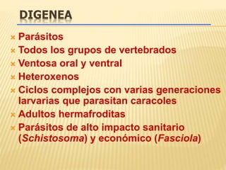 DIGENEA 
 Parásitos 
 Todos los grupos de vertebrados 
 Ventosa oral y ventral 
 Heteroxenos 
 Ciclos complejos con varias generaciones 
larvarias que parasitan caracoles 
 Adultos hermafroditas 
 Parásitos de alto impacto sanitario 
(Schistosoma) y económico (Fasciola) 
 