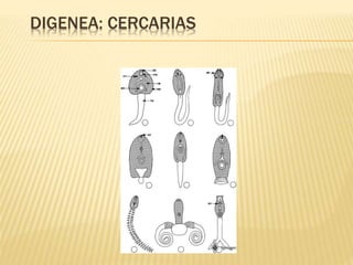 DIGENEA: CERCARIAS 
 