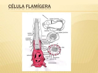 CÉLULA FLAMÍGERA 
 