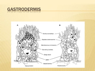 GASTRODERMIS 
 