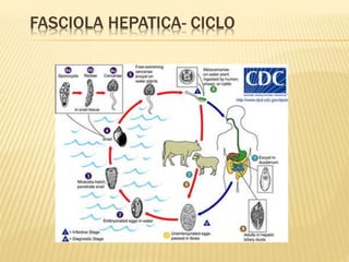 FASCIOLA HEPATICA- CICLO 
 