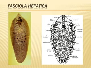 FASCIOLA HEPATICA 
 