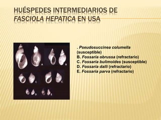 HUÉSPEDES INTERMEDIARIOS DE 
FASCIOLA HEPATICA EN USA 
. Pseudosuccinea columella 
(susceptible) 
B. Fossaria obrussa (refractario) 
C. Fossaria bulimoides (susceptible) 
D. Fossaria dalli (refractario) 
E. Fossaria parva (refractario) 
 