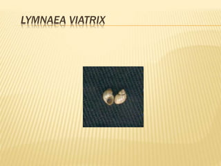 LYMNAEA VIATRIX 
 