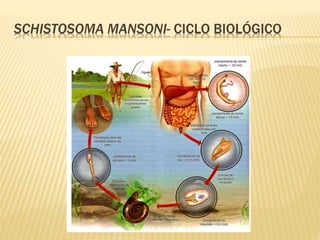 SCHISTOSOMA MANSONI- CICLO BIOLÓGICO 
 