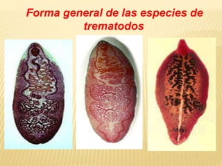 Forma general de las especies de 
trematodos 
 