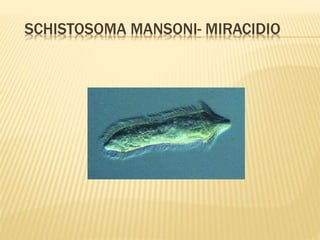 SCHISTOSOMA MANSONI- MIRACIDIO 
 