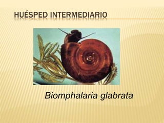 HUÉSPED INTERMEDIARIO 
Biomphalaria glabrata 
 