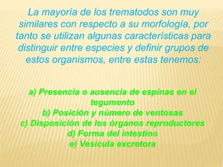 La mayoría de los trematodos son muy 
similares con respecto a su morfología, por 
tanto se utilizan algunas características para 
distinguir entre especies y definir grupos de 
estos organismos, entre estas tenemos: 
a) Presencia o ausencia de espinas en el 
tegumento 
b) Posición y número de ventosas 
c) Disposición de los órganos reproductores 
d) Forma del intestino 
e) Vesícula excretora 
 