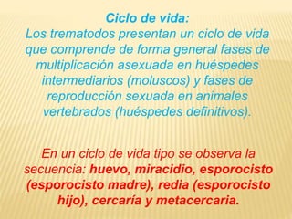 Ciclo de vida: 
Los trematodos presentan un ciclo de vida 
que comprende de forma general fases de 
multiplicación asexuada en huéspedes 
intermediarios (moluscos) y fases de 
reproducción sexuada en animales 
vertebrados (huéspedes definitivos). 
En un ciclo de vida tipo se observa la 
secuencia: huevo, miracidio, esporocisto 
(esporocisto madre), redia (esporocisto 
hijo), cercaría y metacercaria. 
 