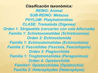 Clasificación taxonómica: 
REINO: Animal 
SUB-REINO: Metazoa 
PHYLUM: Platyhelminthes 
CLASE: Trematoda (Digenea) 
Orden 1: Strigeatida (cercarías con cola bifurcada) 
Familia 1: Schistosomatidae (Schistosomas) 
Orden 2: Echinostomida 
Familia 1: Echinostomatidae (Echinostoma) 
Familia 2: Fasciolidae (Fasciola, Fasciolopsis) 
Orden 3: Plagiorchiida 
Familia 1: Troglotrematiidae (Paragonimus) 
Orden 4: Opistorchiida 
Familia1: Opistorchiidae (Opistrochis) 
Familia 2: Heterophydae (Heterophyes) 
 