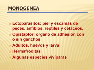 MONOGENEA 
 Ectoparasitos: piel y escamas de 
peces, anfibios, reptiles y cetáceos. 
 Opistaptor: órgano de adhesión con 
o sin ganchos 
 Adultos, huevos y larva 
 Hermafroditas 
 Algunas especies vivíparas 
 