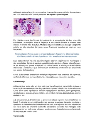 células do sistema fagocítico mononuclear dos mamíferos susceptíveis. Apresenta em
seu ciclo evolutivo, duas formas principais: amatigota e promastigota.
Em relação a uma das formas de Leishmania, a promastigota, ela tem uma vida
extracelular, é alongada, móvel e flagelada. É encontrada no vetor e também pode
crescer in vitro no meio de cultura. Multiplica-se por divisão binária e ocupa o segmento
anterior do tubo digestivo do inseto, sendo finalmente inoculado ao picar um novo
hospedeiro.
Paramastigotas: formas ovais ou arredondadas com flagelo livre. São encontradas
aderidas ao epitélio do trato digestivo do vetor através de hemidesmossomas.
Logo após entrarem na pele, as promastigotas aderem à sperfície dos macrófagos e
são fagocitadas. Dentro do vacúolo parasitóforo eles perdem o flagelo e transformam-
se em amastigotas que se multiplicam por divisão binária. A amastigota é outra forma
clássica de Leishmania, o qual é intracelular, tem formato arredondado e é encontrada
nos tecidos do hospedeiro.
Essas duas formas apresentam diferenças importantes nas proteínas de superfície,
conferindo diferença na resposta imune e na adaptaçãoao hospedeiro ou vetor.
Epidemiologia
A leishmaniose tende a ter um ciclo mais rural ou selvagem de transmissão, embora a
urbanização tenha se expandido. O grupo de risco para a infecção são os trabalhadores
rurais, assim como aqueles que habitam áreas próximas de matas, como garimpeiros,
construtores de rodovias, grupos militares em atividade na mata, desmatadores, turismo
ecológico, etc.
A L. amazonensis, L. braziliensis e L. guyanensis são as espécies mais importantes no
Brasil. A primeira tem um distribuição mais ao norte e nordeste da região brasileira e
apresenta os roedores como reservatórios naturais; Já a segunda tem uma distribuição
que vai da Bahia até o Paraná; finalmente, a terceira se concentra mais na região norte
apresentando um ciclo mais selvagem sendo comuns hospedeiros como tamanduá,
bicho-preguiça e rato do mato.
Transmissão
 