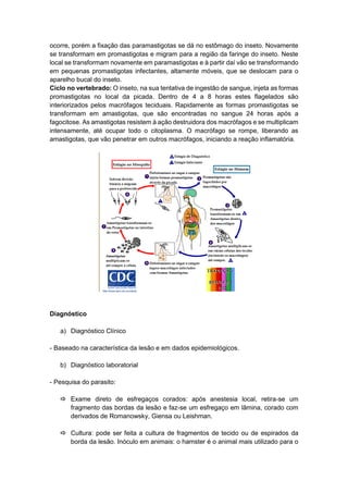 ocorre, porém a fixação das paramastigotas se dá no estômago do inseto. Novamente
se transformam em promastigotas e migram para a região da faringe do inseto. Neste
local se transformam novamente em paramastigotas e à partir daí vão se transformando
em pequenas promastigotas infectantes, altamente móveis, que se deslocam para o
aparelho bucal do inseto.
Ciclo no vertebrado: O inseto, na sua tentativa de ingestão de sangue, injeta as formas
promastigotas no local da picada. Dentro de 4 a 8 horas estes flagelados são
interiorizados pelos macrófagos teciduais. Rapidamente as formas promastigotas se
transformam em amastigotas, que são encontradas no sangue 24 horas após a
fagocitose. As amastigotas resistem à ação destruidora dos macrófagos e se multiplicam
intensamente, até ocupar todo o citoplasma. O macrófago se rompe, liberando as
amastigotas, que vão penetrar em outros macrófagos, iniciando a reação inflamatória.
Diagnóstico
a) Diagnóstico Clínico
- Baseado na característica da lesão e em dados epidemiológicos.
b) Diagnóstico laboratorial
- Pesquisa do parasito:
 Exame direto de esfregaços corados: após anestesia local, retira-se um
fragmento das bordas da lesão e faz-se um esfregaço em lâmina, corado com
derivados de Romanowsky, Giensa ou Leishman.
 Cultura: pode ser feita a cultura de fragmentos de tecido ou de espirados da
borda da lesão. Inóculo em animais: o hamster é o animal mais utilizado para o
 