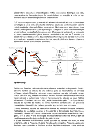 Esses vetores passam por cinco estágios de ninfas, necessitando de sangue para o seu
desenvolvimento (hematofagismo). O hematofagismo é exercido à noite ou em
ambiente escuro e realizado próximo de onde habitam.
O T. cruzi é um protozoário que no vertebrado encontra-se sob a forma tripomastigota
(circulação) e sob a forma amastigota (interior de células do tecido muscular, sistema
reticulo-endotelial, sistema linfático, entre outros). No transmissor, além dessas duas
formas, pode apresentar-se como epimastigota. A espécie T. cruzi é representada por
um conjunto de populações heterogêneas com diferenças marcantes entre si no tocante
ao seu comportamento biológico e às suas características intrínsecas. É possível que
essa heterogeneidade genética do parasito fosse fator importante, ao lado da resposta
imunológica do hospedeiro, no determinismo da evolução clínica da doença no homem,
semelhante ao que é discutido na leishmania.
Epidemiologia
Existem no Brasil os ciclos de circulação silvestre e doméstico do parasito. O ciclo
silvestre mantém-se através da uma extensa gama de reservatórios em diversos
ecótopos naturais (desertos, palmeirais, matas, caatinga, cerrado, pedregais, pampa,
chaco, pantanal, etc). Nesses ambientes o parasito mantém-se em diversos mamíferos
(reservatórios) e triatomíneos (vetores) harmonicamente, através de seus hábitos
alimentares. É também comum a infecção de reservatórios pelo T. cruzi por via oral,
através da ingestão de insetos ou outros mamíferos contaminados. Os principais
reservatórios nesse ciclo são os tatus, gambás, alguns roedores e morcegos.
O ciclo doméstico decorre da inserção do homem no ambiente silvestre, utilizando
habitações de condições precárias e favorecendo a domiciliação dos triatomíneos.
Neste ciclo, os reservatórios são os homens e pequenos mamíferos domésticos, como
gatos, cães e ratos. A taxa de infecção dos reservatórios neste ciclo diminuiu com as
medidas para redução da domiciliação dos triatomíneos.
A quase totalidade da transmissão ocorre por meio de vetores. No Brasil, os mais
importantes são o Triatoma infestans, Panstrongylus megistus, Triatoma brasiliensis,
Triatoma pseudomaculata e Triatoma sordida. No entanto diversas outras espécies
 