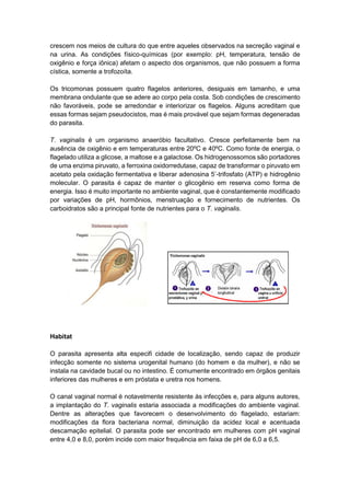 crescem nos meios de cultura do que entre aqueles observados na secreção vaginal e
na urina. As condições físico-químicas (por exemplo: pH, temperatura, tensão de
oxigênio e força iônica) afetam o aspecto dos organismos, que não possuem a forma
cística, somente a trofozoíta.
Os tricomonas possuem quatro flagelos anteriores, desiguais em tamanho, e uma
membrana ondulante que se adere ao corpo pela costa. Sob condições de crescimento
não favoráveis, pode se arredondar e interiorizar os flagelos. Alguns acreditam que
essas formas sejam pseudocistos, mas é mais provável que sejam formas degeneradas
do parasita.
T. vaginalis é um organismo anaeróbio facultativo. Cresce perfeitamente bem na
ausência de oxigênio e em temperaturas entre 20ºC e 40ºC. Como fonte de energia, o
flagelado utiliza a glicose, a maltose e a galactose. Os hidrogenossomos são portadores
de uma enzima piruvato, a ferroxina oxidorredutase, capaz de transformar o piruvato em
acetato pela oxidação fermentativa e liberar adenosina 5’-trifosfato (ATP) e hidrogênio
molecular. O parasita é capaz de manter o glicogênio em reserva como forma de
energia. Isso é muito importante no ambiente vaginal, que é constantemente modificado
por variações de pH, hormônios, menstruação e fornecimento de nutrientes. Os
carboidratos são a principal fonte de nutrientes para o T. vaginalis.
Habitat
O parasita apresenta alta especifi cidade de localização, sendo capaz de produzir
infecção somente no sistema urogenital humano (do homem e da mulher), e não se
instala na cavidade bucal ou no intestino. É comumente encontrado em órgãos genitais
inferiores das mulheres e em próstata e uretra nos homens.
O canal vaginal normal é notavelmente resistente às infecções e, para alguns autores,
a implantação do T. vaginalis estaria associada a modificações do ambiente vaginal.
Dentre as alterações que favorecem o desenvolvimento do flagelado, estariam:
modificações da flora bacteriana normal, diminuição da acidez local e acentuada
descamação epitelial. O parasita pode ser encontrado em mulheres com pH vaginal
entre 4,0 e 8,0, porém incide com maior frequência em faixa de pH de 6,0 a 6,5.
 