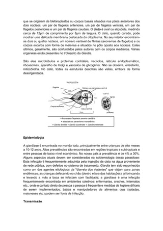 que se originam de blefaroplastos ou corpos basais situados nos pólos anteriores dos
dois núcleos: um par de flagelos anteriores, um par de flagelos ventrais, um par de
flagelos posteriores e um par de flagelos caudais. O cisto é oval ou elipsóide, medindo
cerca de 12μm de comprimento por 8μm de largura. O cisto, quando corado, pode
mostrar uma delicada membrana destacada do citoplasma. No seu interior encontram-
se dois ou quatro núcleos, um número variável de fibrilas (axonemas de flagelos) e os
corpos escuros com forma de meia-lua e situados no pólo oposto aos núcleos. Estes
últimos, geralmente, são confundidos pelos autores com os corpos medianos. Várias
organelas estão presentes no trofozoíto da Giardia.
São elas microtúbulos e proteínas contráteis, vacúolos, retículo endoplasmático,
ribossomas, aparelho de Golgi e vacúolos de glicogênio. Não se observa, entretanto,
mitocôndria. No cisto, todas as estruturas descritas são vistas, embora de forma
desorganizada.
Epidemiologia
A giardíase é encontrada no mundo todo, principalmente entre crianças de oito meses
a 10-12 anos. Altas prevalências são encontradas em regiões tropicais e subtropicais e
entre pessoas de baixo nível econômico. No nosso país a prevalência é de 4% a 30%.
Alguns aspectos atuais devem ser considerados na epidemiologia dessa parasitose:
Esta infecção é frequentemente adquirida pela ingestão de cisto na água proveniente
de rede pública, com defeitos no sistema de tratamento; Giardia tem sido reconhecido
como um dos agentes etiológicos da "diarreia dos viajantes" que viajam para zonas
endêmicas; as crianças defecando no chão (dentro e fora das habitações), aí brincando
e levando a mão a boca se infectam com facilidade; a giardíase é uma infecção
frequentemente encontrada em ambientes coletivos: enfermarias, creches, internatos
etc., onde o contato direto de pessoa a pessoa é frequente e medidas de higiene difíceis
de serem implementados; babás e manipuladores de alimentos crus (saladas,
maioneses etc.) podem ser fonte de infecção.
Transmissão
 