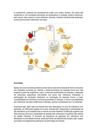 a nucleotomia, podendo ele apresentar-se então com quatro núcleos. Os cistos são
resistentes e, em condições favoráveis de temperatura e umidade, podem sobreviver,
pelo menos, dois meses no meio ambiente. Quando o trânsito intestinal está acelerado,
é possível encontrar trofozoítos nas fezes.
Imunidade
Apesar de uma imunidade protetora ainda não ter sido demonstrada de forma conclusiva
nas infecções humanas por Giardia, o desenvolvimento de resposta imune tem sido
sugerido a partir de evidências, como: a natureza autolimitante da infecção; a detecção
de anticorpos específicos anti-Giardia nos soros dos indivíduos infectados; a
participação de monócitos citotóxicos na modulação da resposta imune; a maior
suscetibilidade de indivíduos imunocomprometidos à infecção; a menor suscetibilidade
dos indivíduos de áreas endêmicas à infecção, quando comparados com os visitantes.
Anticorpos IgG, IgM e IgA anti-Giardia têm sido detectados no soro de indivíduos com
giardíase, em diferentes regiões do mundo. Estudos têm relacionado a participação de
IgA secretória na imunidade local a nível de mucosa intestinal. Evidências sugerem que
este anticorpo diminua a capacidade de adesão dos trofozoítos à superfície das células
do epitélio intestinal. O aumento da frequência de giardíase em indivíduos com
alterações na imunidade humoral, particularmente nas deficiências de IgA e IgG, sugere
que estas imunoglobulinas participem da eliminação de Giardia.
 