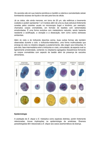 Os vacúolos são em sua maioria osmóticos e mantêm a volemia e osmolaridade celular
bombeando excesso de líquido e de sais para fora da célula.
Já os cistos, são ainda menores, em torno de 20 µm, são esféricos a levemente
ovalados e podem apresentar 1 a 4 núcleos além de uma ou duas estrutura fortemente
coradas pelos corantes usuais na microscopia (lugol e tricrômio, por exemplo),
chamados corpos cromatóides, em formato de bastões com extremidades
arredondadas. É uma forma evolutiva com metabolismo reduzido, sendo bastante
resistente a acidifcação, a cloração e a dissecação, bem como outros estresses
ambientais.
Além do cisto e do trofozoíta descritos acima, duas outras formas são também
observadas durante o ciclo: o trofozoíta-metacístico, uma forma multinucleada que
emerge do cisto no intestino delgado e posteriormente, dão origem aos trofozoítas. O
pré-cisto, fase intermediária entre o trofozoíta e o cisto, uninucleado, de aspecto oval ou
ligeiramente arredondado, contendo no citoplasma agregados ribossômicos formando
os corpos cromatóides com aspecto de bastão além da presença de vacúolos
alimentares.
Epidemiologia
A aceitação de E. dispar e E. histolytica como espécies distintas, porém fortemente
relacionadas, trouxe implicações na epidemiologia da amebíase. Diversos
parasitologistas têm relacionado a E. dispar aos casos assintomáticos da doença.
 