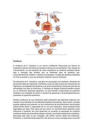 Virulência
A virulência da E. histolytica é um evento multifatorial influenciado por fatores do
hospedeiro, fatores intrínsecos do parasito e fatores do microambiente. Com relação ao
microambiente, um dos aspectos de maior importância na virulência amebiana talvez
seja a interação das amebas com os diferentes tipos de bactérias que,
concomitantemente, habitam o intestino do hospedeiro. O papel das bactérias intestinais
no início e durante o curso da amebíase intestinal é pouco conhecido.
Os trofozoítos de E. histolytica, crescidos em associação com bactérias, alimentam-se
ativamente delas por fagocitose. Entretanto, pouco se sabe acerca dos mecanismos de
fagocitose e de digestão das bactérias e de quais os benefícios nutricionais este tipo de
alimentação traz para os trofozoítos. A natureza da relação trofozoíto-bactéria parece
ser um fenômeno altamente específico, no qual intervêm componentes da superfície
amebiana com atividade de lectina e resíduos de galactose e N-acetil-galactosamina,
presentes na superfície bacteriana.
Existem evidências de que trofozoítos deste protozoário são altamente seletivos com
respeito à sua interação com as diferentes espécies de bactérias. Assim sendo, somente
aquelas espécies que possuem um dos mecanismos de reconhecimento mencionados
anteriormente teriam a capacidade de se unir aos trofozoítos, sendo posteriormente
fagocitadas por estes. Nos casos em que ocorre um reconhecimento específico entre
trofozoítos e bactérias, tem sido observado um aumento na expressão da virulência
amebiana desde que as bactérias estejam intactas, pois lisados bacterianos e bactérias,
atenuadas pelo calor ou por irradiação, não sofrem nenhum efeito dos trofozoítos.
Entretanto, o reconhecimento específico não deve ser a única condição para o aumento
 