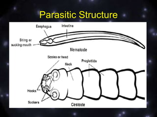 Parasitic Structure

 