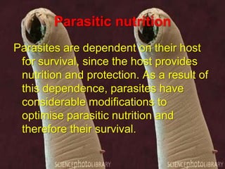 Parasitic nutrition
Parasites are dependent on their host
for survival, since the host provides
nutrition and protection. As a result of
this dependence, parasites have
considerable modifications to
optimise parasitic nutrition and
therefore their survival.

 