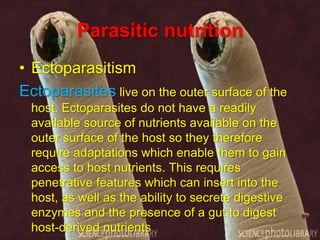 Parasitic nutrition
• Ectoparasitism
Ectoparasites live on the outer surface of the
host. Ectoparasites do not have a readily
available source of nutrients available on the
outer surface of the host so they therefore
require adaptations which enable them to gain
access to host nutrients. This requires
penetrative features which can insert into the
host, as well as the ability to secrete digestive
enzymes and the presence of a gut to digest
host-derived nutrients

 