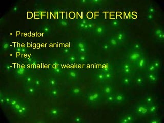 DEFINITION OF TERMS
• Predator
-The bigger animal
• Prey
-The smaller or weaker animal

 
