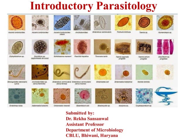 Parasitology | PDF | Infectious Diseases | Diseases and Conditions