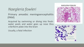 Pam Infection Parasitology.pdf