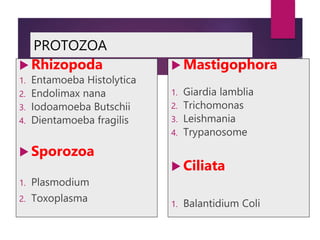 PROTOZOA
 Rhizopoda
1. Entamoeba Histolytica
2. Endolimax nana
3. Iodoamoeba Butschii
4. Dientamoeba fragilis
 Sporozoa
1. Plasmodium
2. Toxoplasma
 Mastigophora
1. Giardia lamblia
2. Trichomonas
3. Leishmania
4. Trypanosome
 Ciliata
1. Balantidium Coli
 